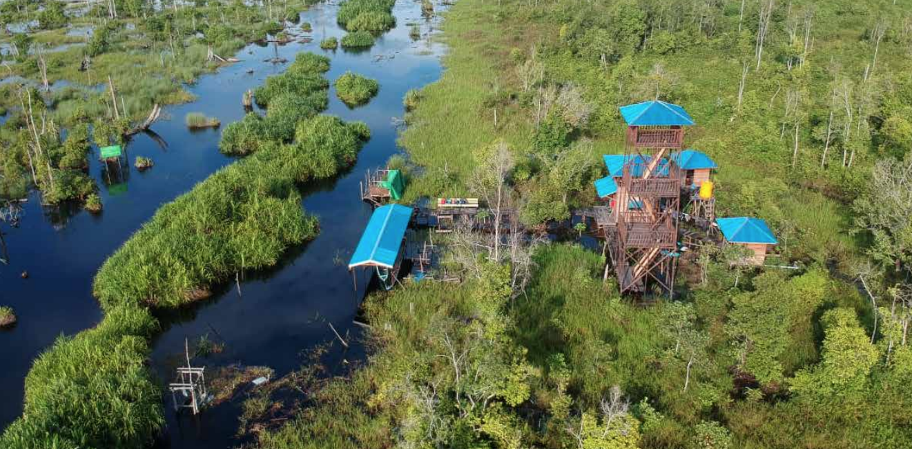 Katingan peatland restoration canopy view